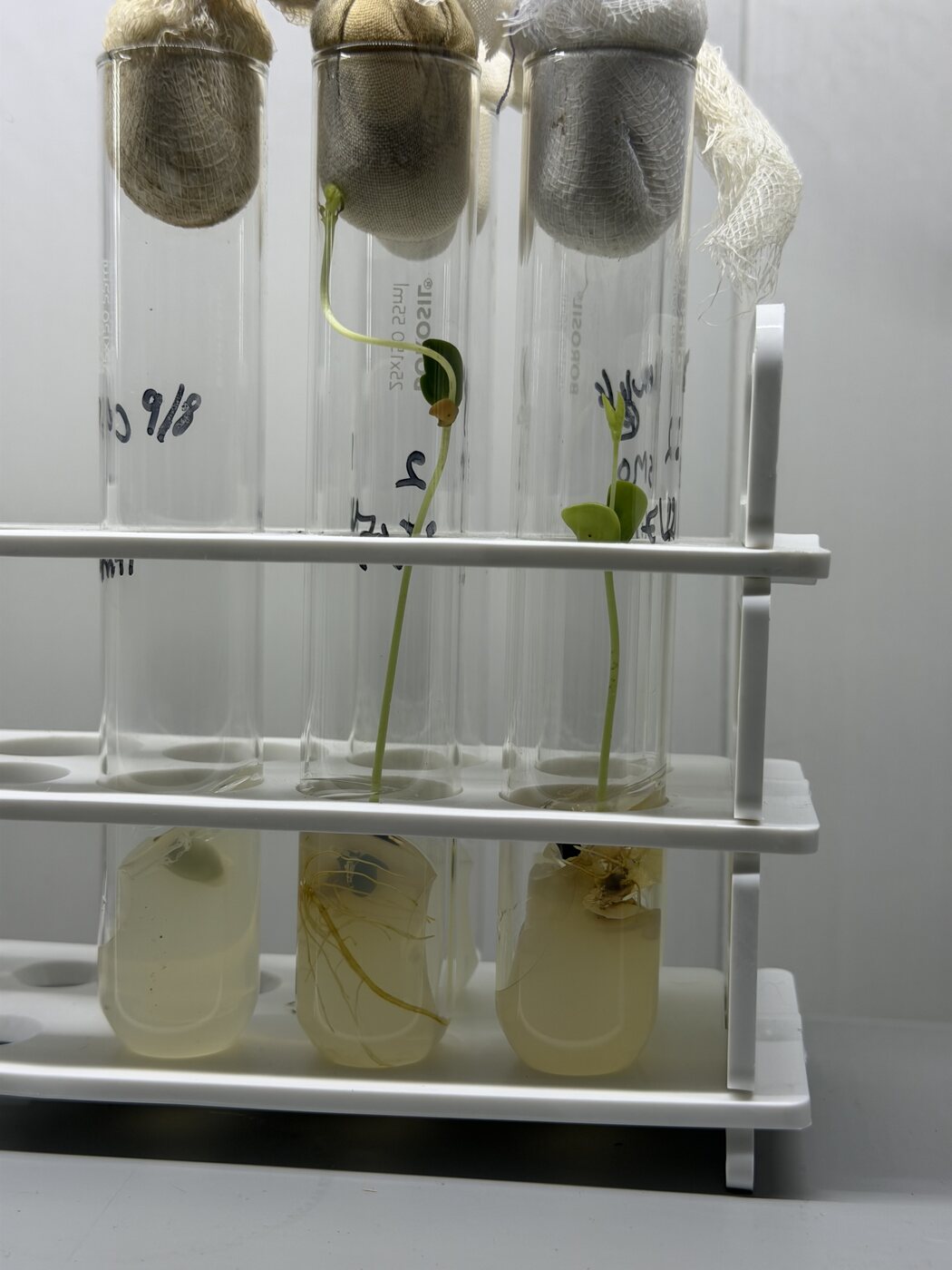 Culture tube rack - Rooted seedlings under cotton plugs
