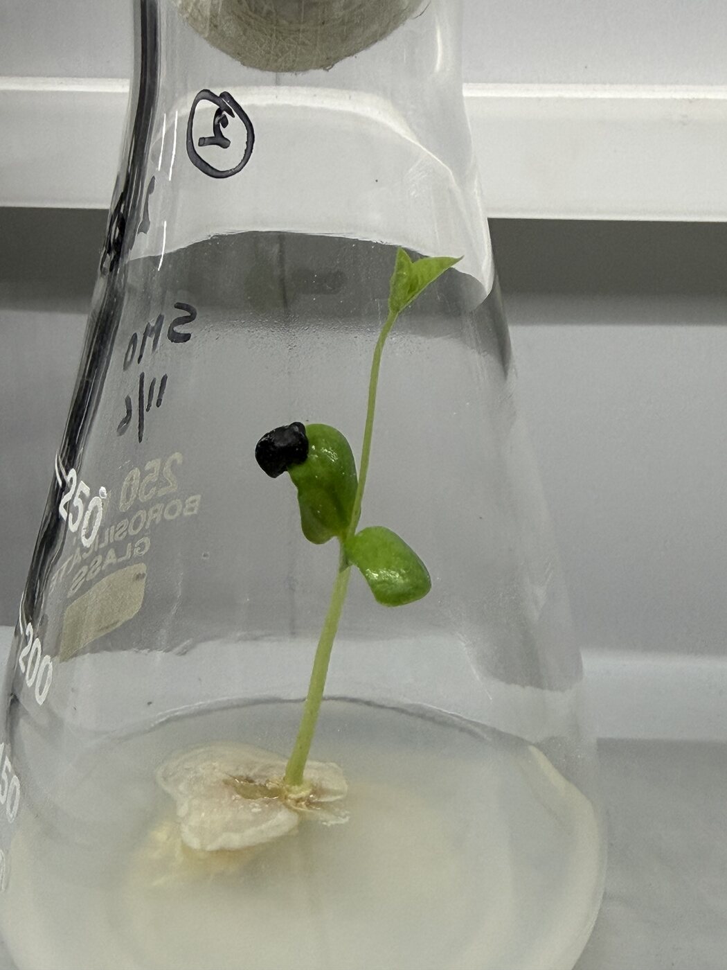 Seedling in flask - Single seedling from callus base