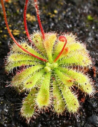 Drosera spatulata - Spoon-leaved sundew