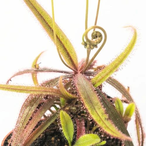 Drosera adelae - Lance-leaved sundew