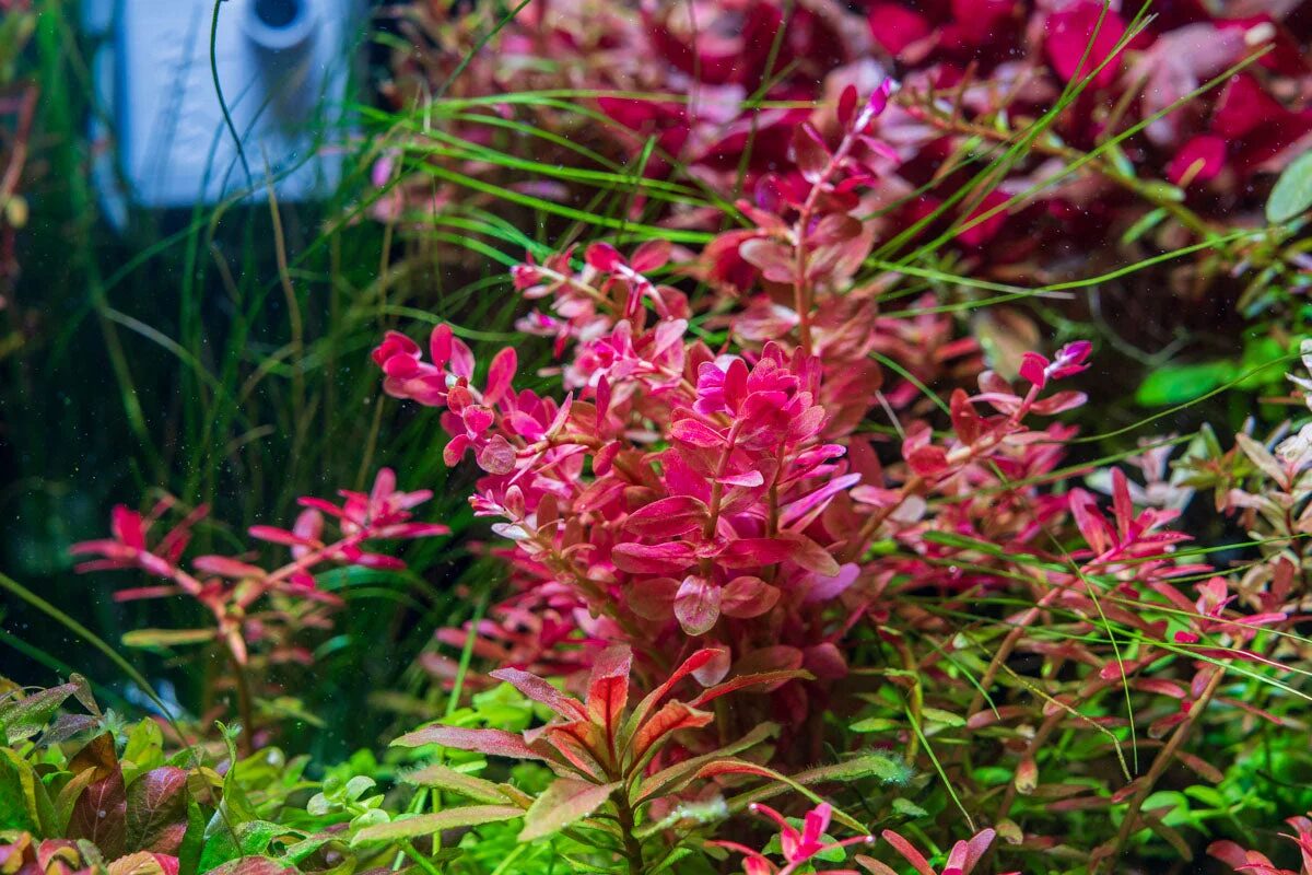 Rotala rotundifolia - 'Florida' - aquatic stem plant