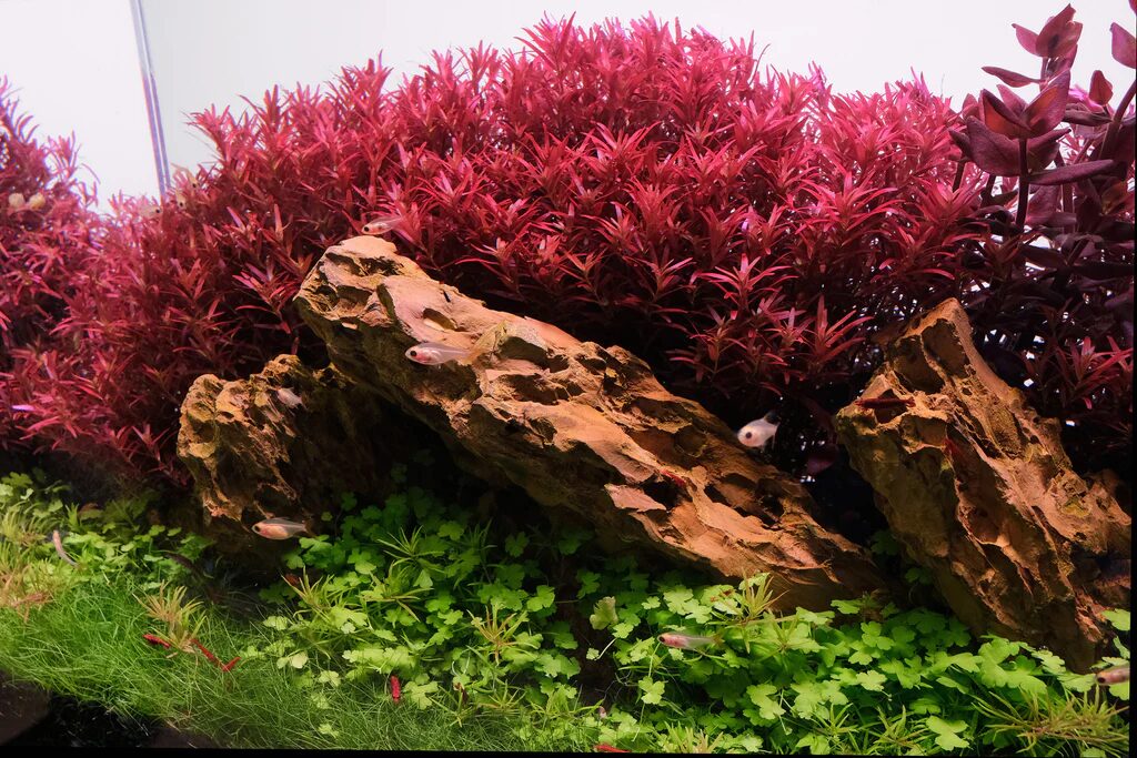 Rotala rotundifolia - 'Red' - aquatic stem plant