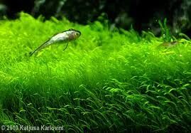 Utricularia graminifolia - Grass-leaved bladderwort