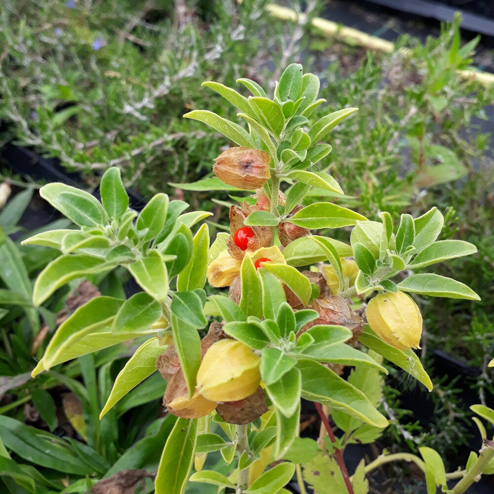 Withania somnifera - Ashwagandha - medicinal