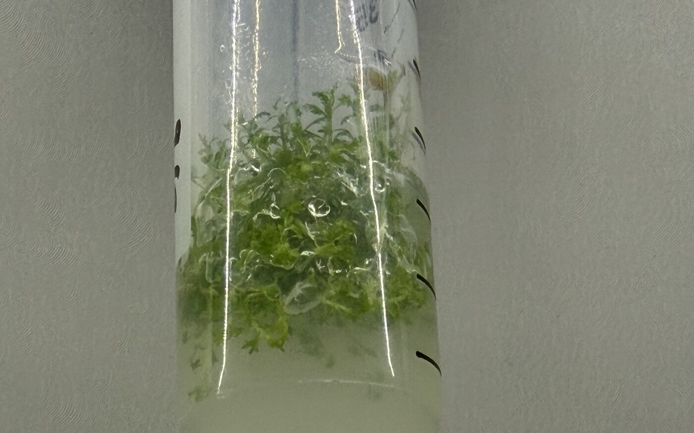 Shoot multiplication - Dense green shoots on medium