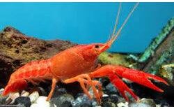 Freshwater lobster - Crustacean rearing