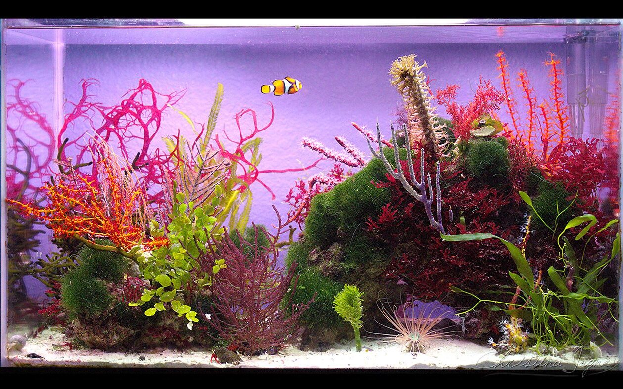 Macroalgae tank - Marine macroalgae cultivation