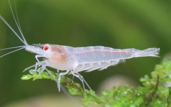 White pearl shrimp - On aquatic moss