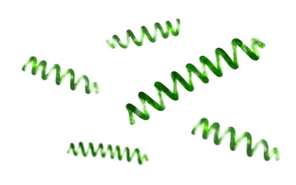 Spirulina filaments under magnification